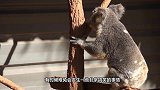 狗狗学考拉走路，下一秒考拉的动作，狗狗都被吓到了！
