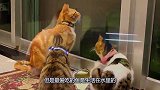 猫咪蠢得咧，居然去厕所摸鱼，主人都没眼看