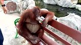 快来看看这只可爱的猩猩，坐在动物园的长凳上，美美的吃东西！