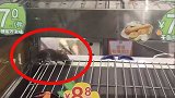 深圳711便利店现活老鼠：食物柜里活蹦乱跳