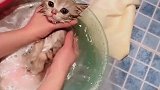 猫：水凉了，快去加点儿热水！