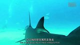 创意生活-20140423-鲨鱼来袭 双髻鲨咬向潜水摄像机