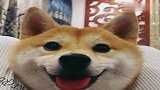 柴犬：你是在拍我吗那我赶紧笑一个吧！