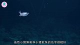生活水下1300米神秘生物，像小猪的鱿鱼，你和佩奇啥关系