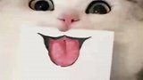 猫奴用纸片给猫咪做表情