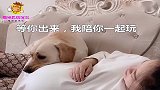 主人问狗子肚子里是男孩还是女孩，它回答的竟是男孩，小人精一个