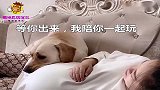 主人问狗子肚子里是男孩还是女孩，它回答的竟是男孩，小人精一个