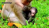 在猴妈妈怀里，小猴子很开心