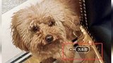 宅在家不出门！杨紫贴心为爱宠洗澡 被调侃洗澡前后无差别