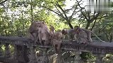 猴宝在一起就开打，猴妈乐得清闲