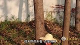 虎妞去玩套圈游戏，结果百发百中套中毛绒玩具，太有趣了
