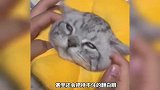 《猫咪的五个隐藏开关》你知道有什么吗？