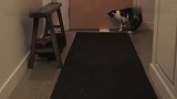 一只聪明的猫，代替主人收信件，这猫成精了
