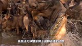 美洲豹大战6条尼罗鳄，一巴掌拍一个鳄鱼，简直太有种了