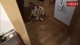 刚开始还以为是恐怖片，原来是门后的狗狗在作怪！