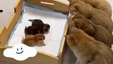 猫妈妈生下猫崽子，隔辈亲的力量太强大，出手就是四倍呵护