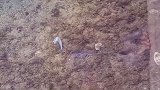 水这么清澈见底，以为没有东西，结果下面全是螺