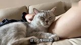 猫咪主动给主人按摩，刚按几下就罢工，喵：现在轮到你给我按了