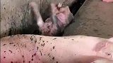 猪圈里拍到的一幕，这是练习仰泳了快去滋点水！