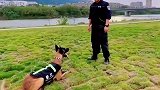 外国引进的警犬听不懂中文，警察叔叔为他苦练德语
