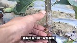 梨树的养殖方法和注意事项