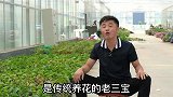 骨粉，饼肥，粪肥都有什么用？分辨供给什么？养花新老三宝讲解。