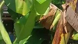 这就是传说中的香蕉，比人还高