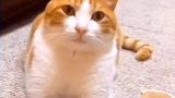 请及时的阻止你的猫咪啊