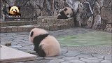 两只乖巧无比的熊猫小团子合力卖萌，软绵绵的，可爱指数爆表