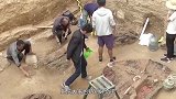 湖北工地挖出古墓，墓内爬出一“千年神龟”，专家怎么解释？