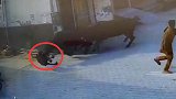 痛心！7岁男孩突遭流浪牛攻击 被顶翻在地不幸身亡