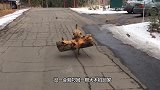 狗狗每天带回大鱼，主人暗中跟踪发现不得了，这狗简直太厉害了
