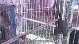 霸气十足的藏獒和高大威猛的狮子单挑，谁会赢这还真不好说