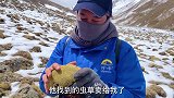 老乡真大方，连同虫草的家一起给我，还是第一次遇到！