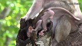 猴子：回到妈妈怀里，就开始恣意妄为
