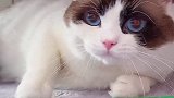 猫讨厌主人不是没有原因的、哈哈哈小猫咪能讨厌主人到什么程度 萌宠嘉年华 创作灵感 萌宠 猫