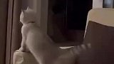 猫咪看到动画片里猫被欺负，急得快扑到电视里去了