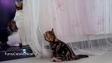 隔着一层纱玩耍的猫咪们，看这调皮的样子，真是可爱呢！