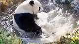 好一个断水流大熊猫！