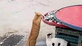 招财猫，就是这样的
