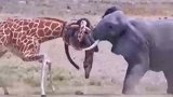 大象和长颈鹿打的不可开交，难舍难分，互相缠绕啊