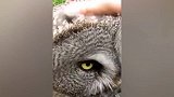 这只猫头鹰闭上眼睛睡着了，主人还在摸着它，可别弄醒了啊！
