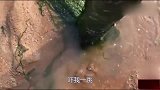 八爪鱼缠着奄奄一息的鲻鱼不放，被赶海遇见索性一窝端了