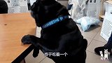 巴哥拼命够狗粮的样子太逗了，巴哥：太欺负人了