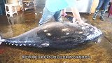 日本“切鱼秀”，8分钟解体完816斤鱼，每一刀都很利落