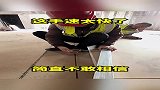 工友的手速是真快