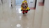 狗子走猫步搞笑锦集，音乐响起戏精附体，笑到停不下来