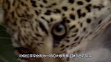 狒狒遭到狮子突袭，竟不慌不忙，下一秒“惨遭分尸”！