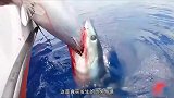 恐怖的海钓，渔民钓上来的金枪鱼，被凶猛的鲨鱼截胡！
