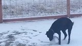 今天我一定要做个小雪人，送给小美，她肯定可崇拜俺